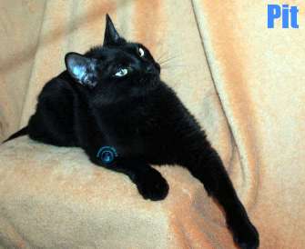 Nikolai/Katzen/Pit/Pit29Kopie.jpg