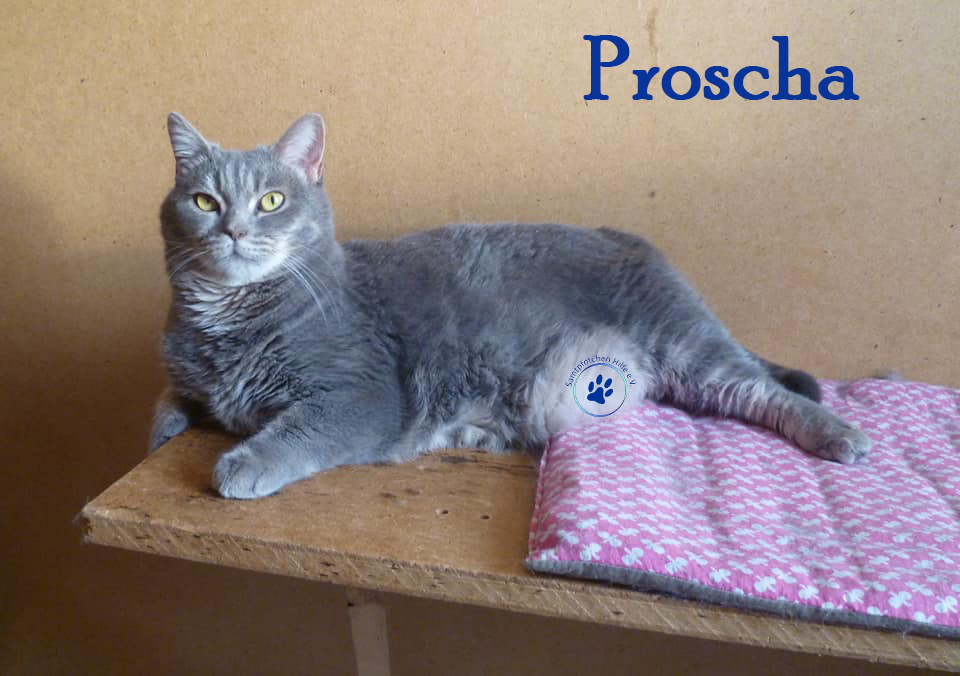 Nikolai/Katzen/Proscha/Proscha04Mn.jpg