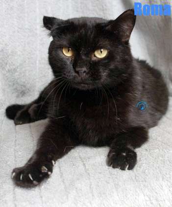 Nikolai/Katzen/Roma/Roma23Kopie.jpg
