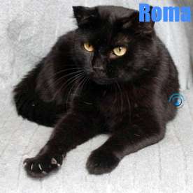 Nikolai/Katzen/Roma/Roma24Kopie.jpg