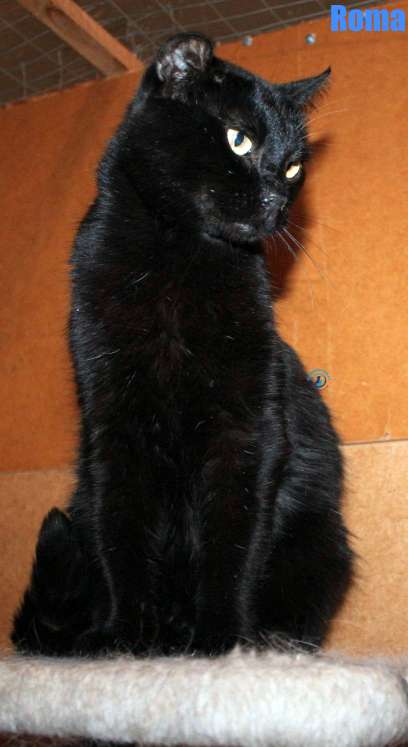 Nikolai/Katzen/Roma/Roma26Kopie.jpg