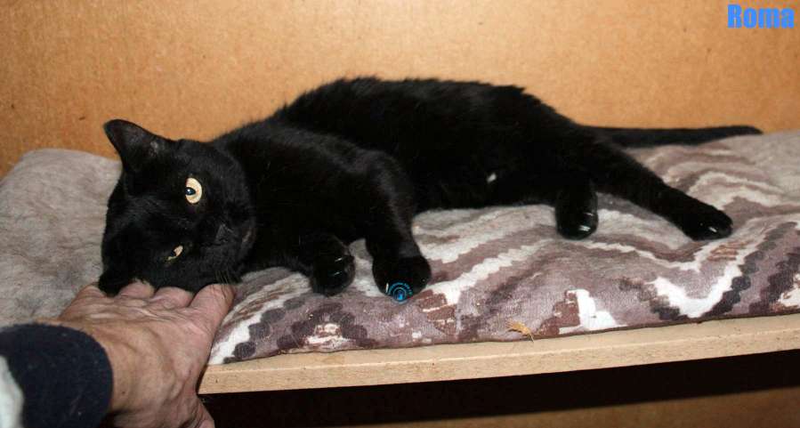 Nikolai/Katzen/Roma/Roma27Kopie.jpg