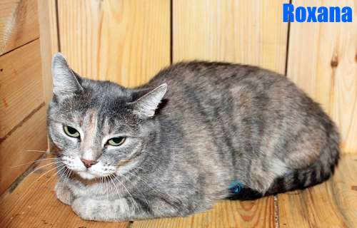 Nikolai/Katzen/Roxana/Roxana23Kopie.jpg