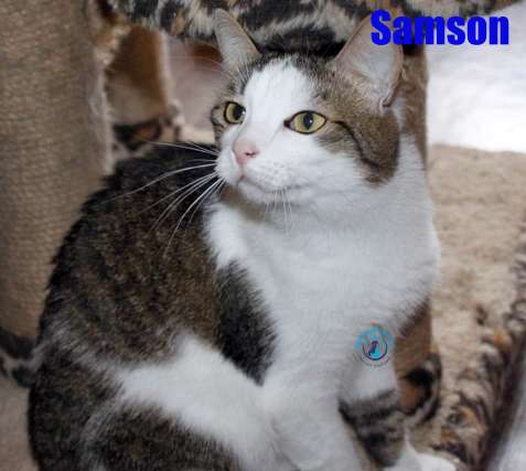 Nikolai/Katzen/Samson/Samson18Kopie.jpg