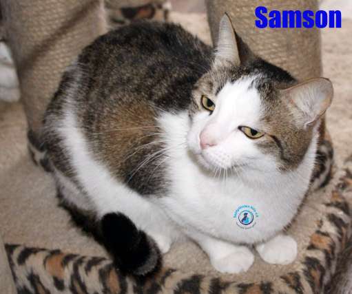Nikolai/Katzen/Samson/Samson19Kopie.jpg
