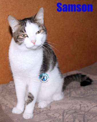Nikolai/Katzen/Samson/Samson21Kopie.jpg
