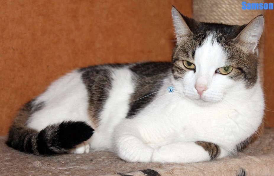 Nikolai/Katzen/Samson/Samson29Kopie.jpg
