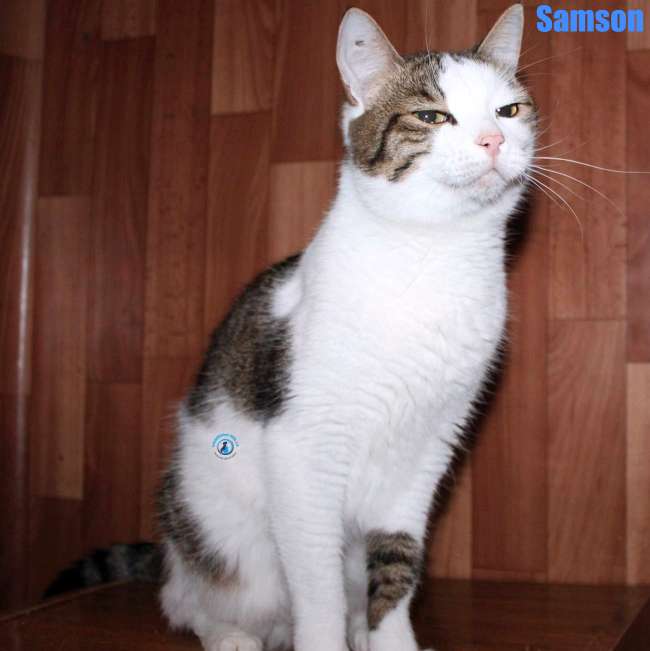 Nikolai/Katzen/Samson/Samson30Kopie.jpg