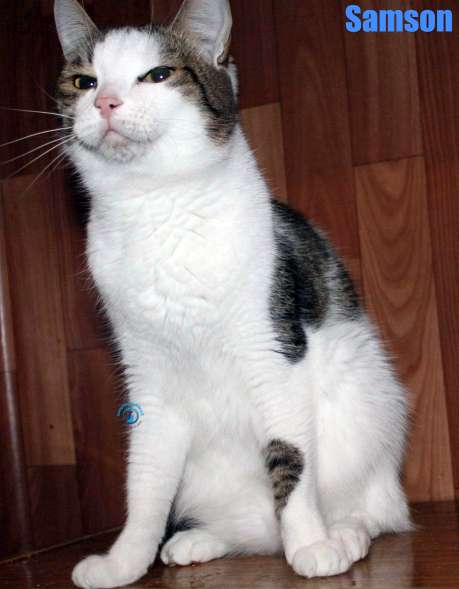 Nikolai/Katzen/Samson/Samson31Kopie.jpg