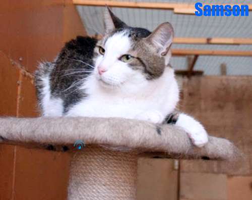 Nikolai/Katzen/Samson/Samson32Kopie.jpg