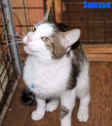 Nikolai/Katzen/Samson/Samson33Kopie.jpg