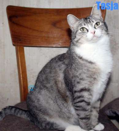 Nikolai/Katzen/Tasja/Tasja40Kopie.jpg