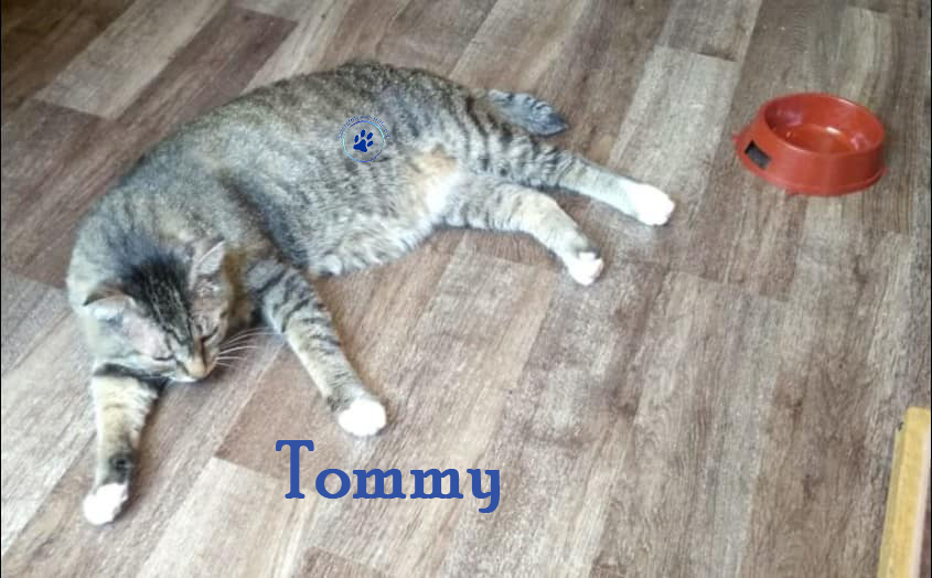 Nikolai/Katzen/Tommy/Tommy05mW.jpg
