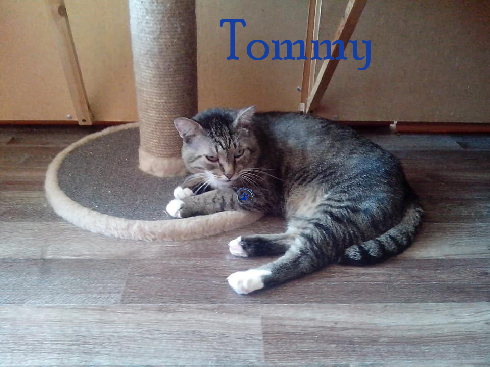 Nikolai/Katzen/Tommy/Tommy07mW.jpg