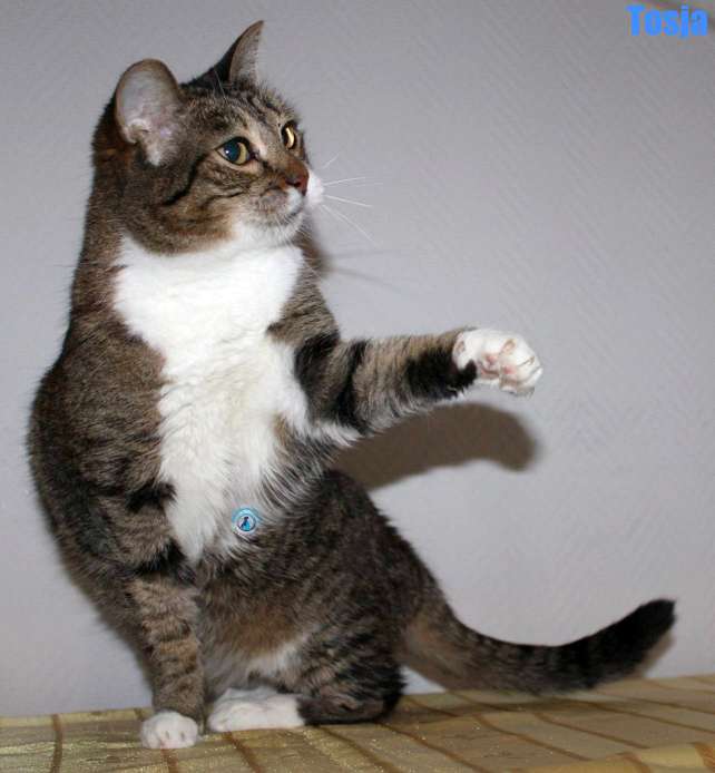 Nikolai/Katzen/Tosja/Tosja28Kopie.jpg