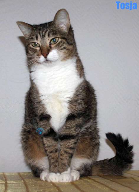 Nikolai/Katzen/Tosja/Tosja29Kopie.jpg