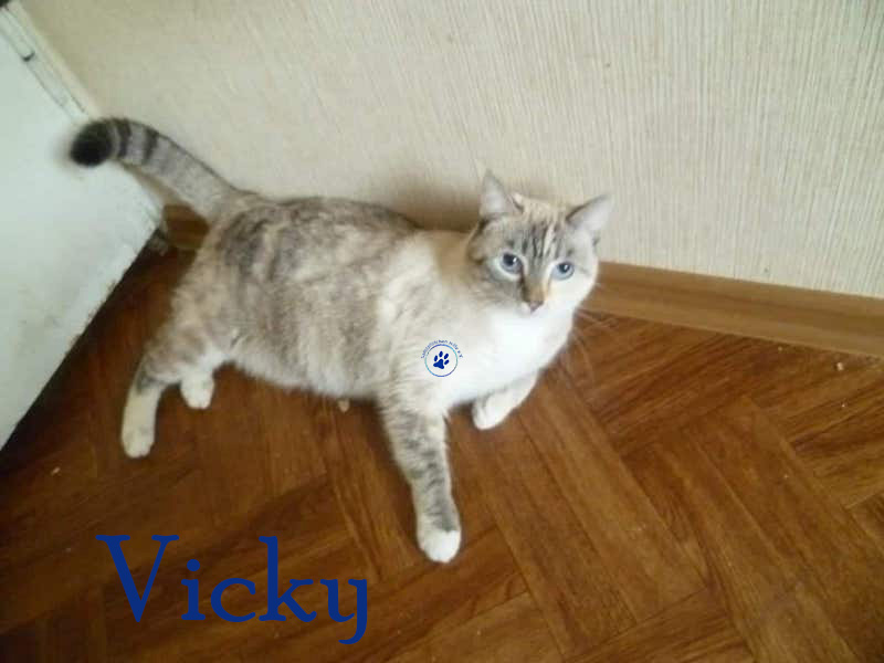Nikolai/Katzen/Vicky/Vicky02nM.jpg