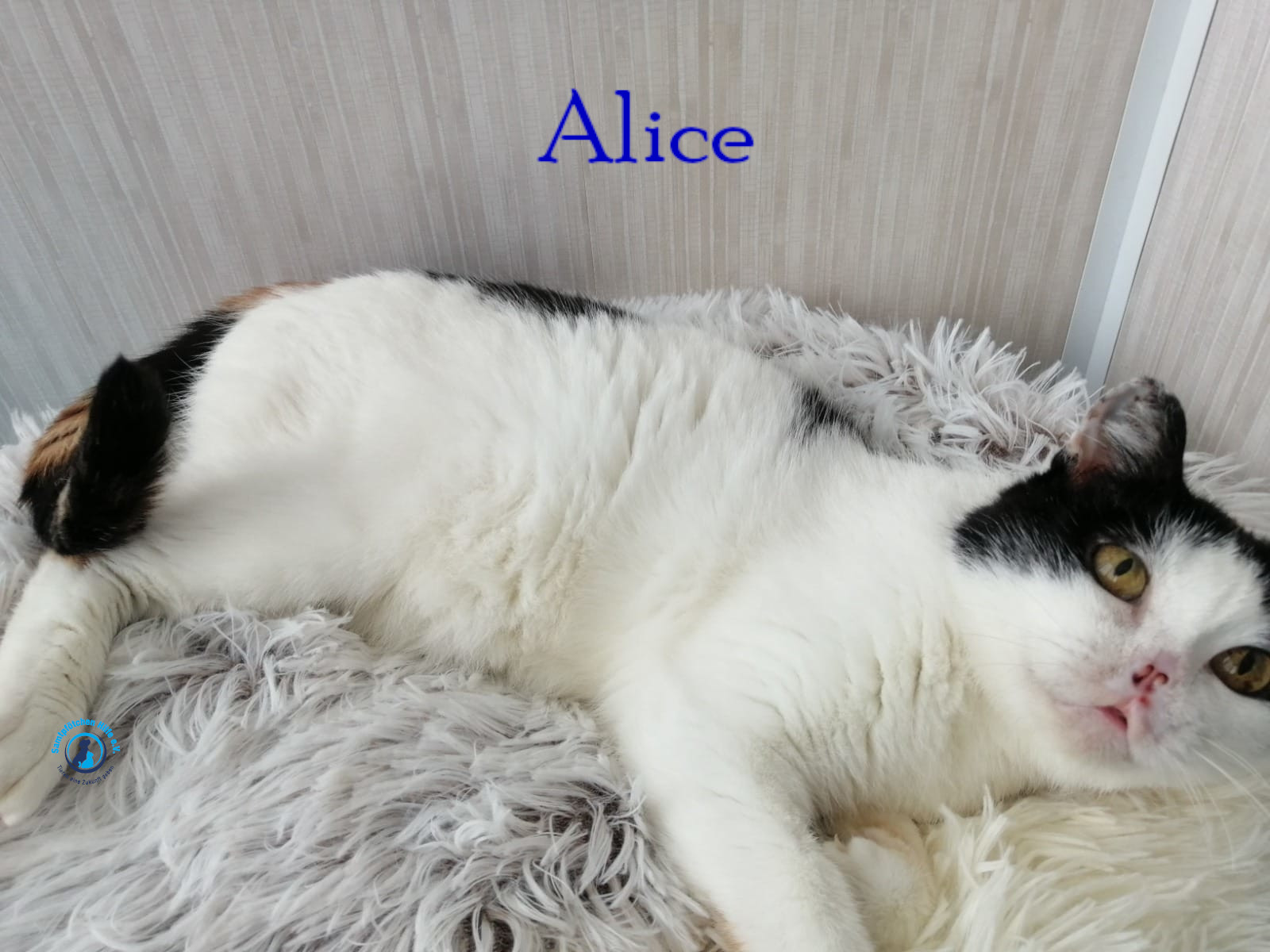 Notfellchen/Alice_III/Alice_III24mN.jpg