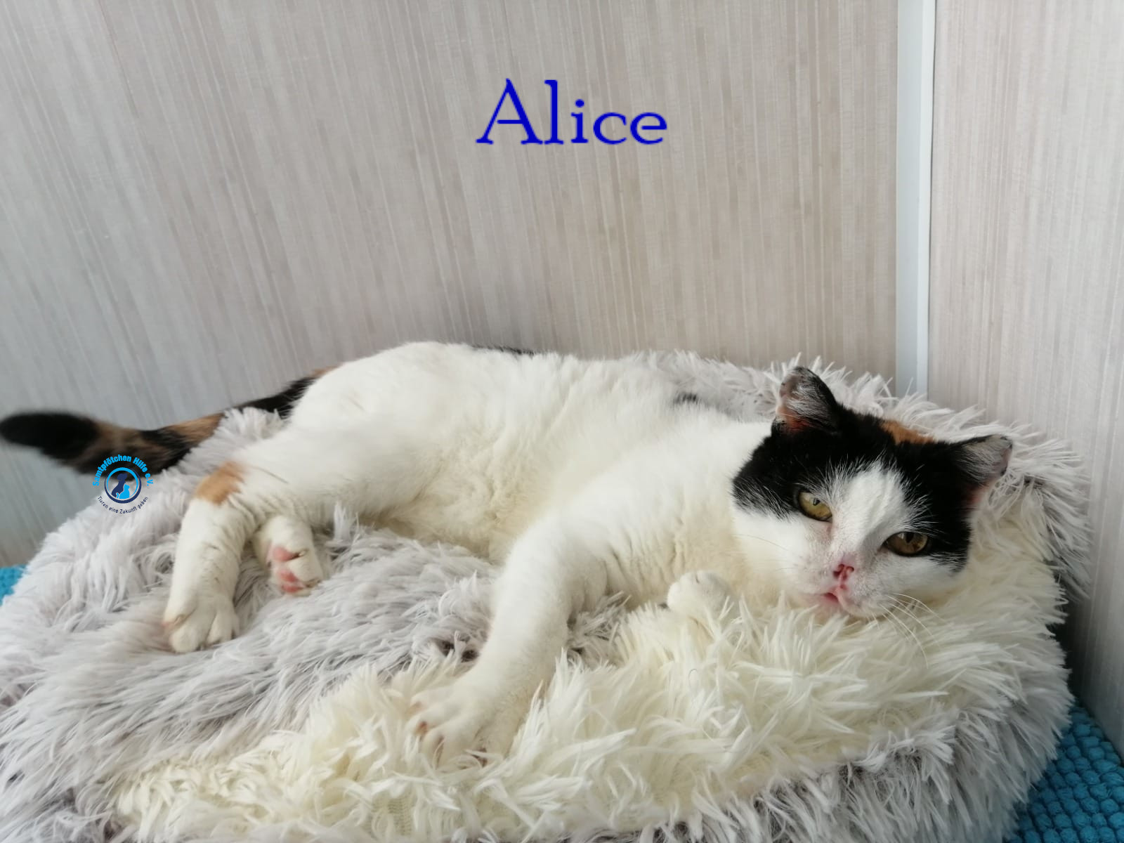 Notfellchen/Alice_III/Alice_III25mN.jpg