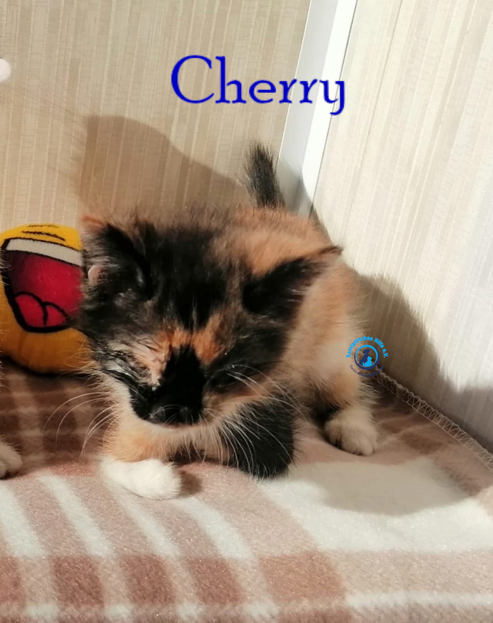 Notfellchen/Cherry/Cherry01mN.jpg