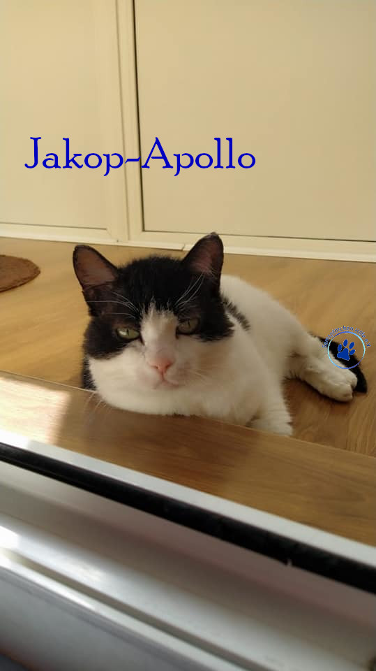 Notfellchen/Jakob-Apollo/Jakop-Apollo06mN.jpg