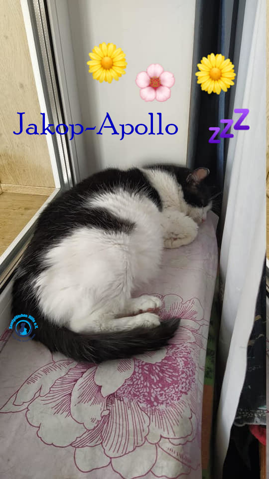 Notfellchen/Jakob-Apollo/Jakop-Apollo14mN.jpg