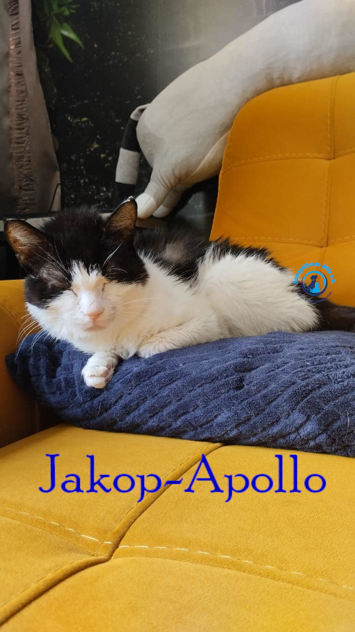 Notfellchen/Jakob-Apollo/Jakop-Apollo48mN.jpg