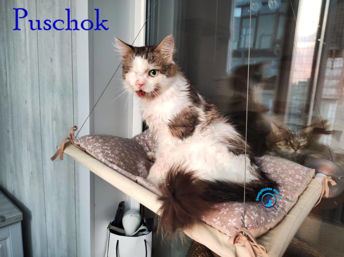 Notfellchen/Puschok/Puschok36mN.jpg