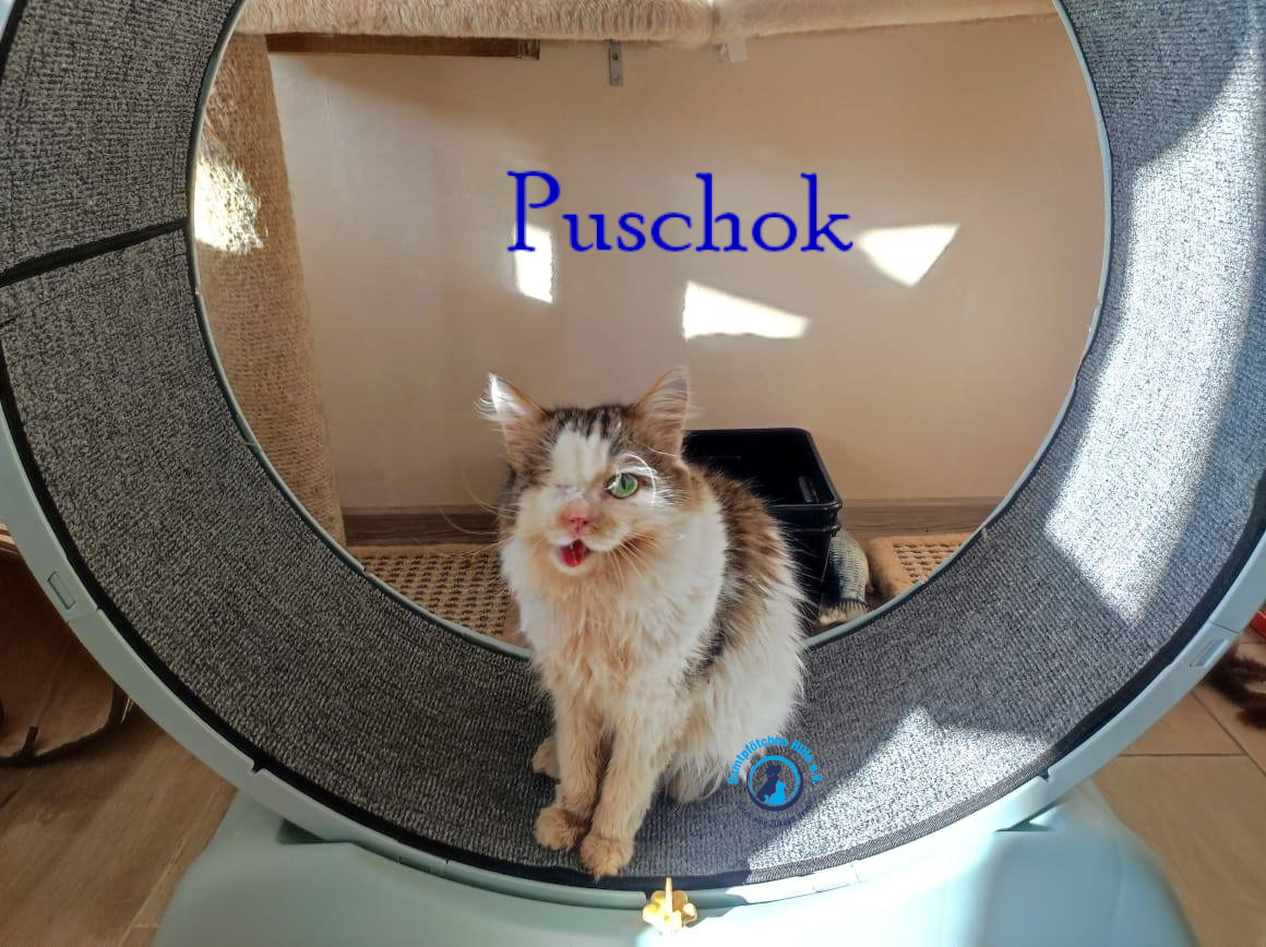 Notfellchen/Puschok/Puschok37mN.jpg