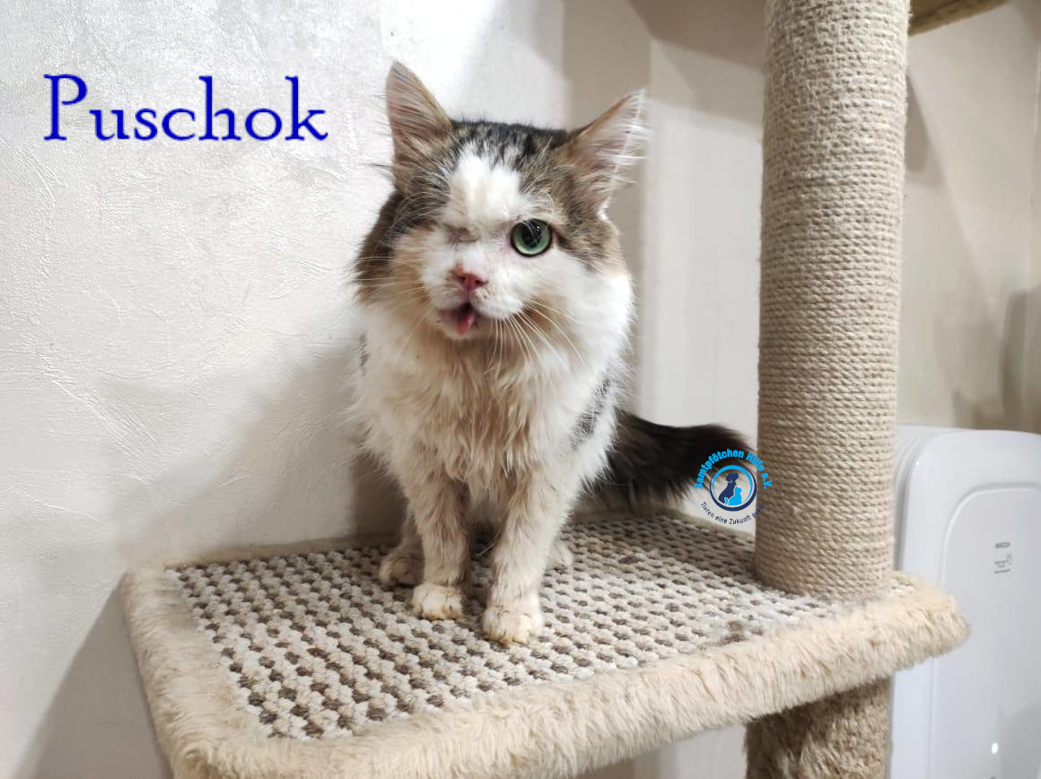 Notfellchen/Puschok/Puschok39mN.jpg
