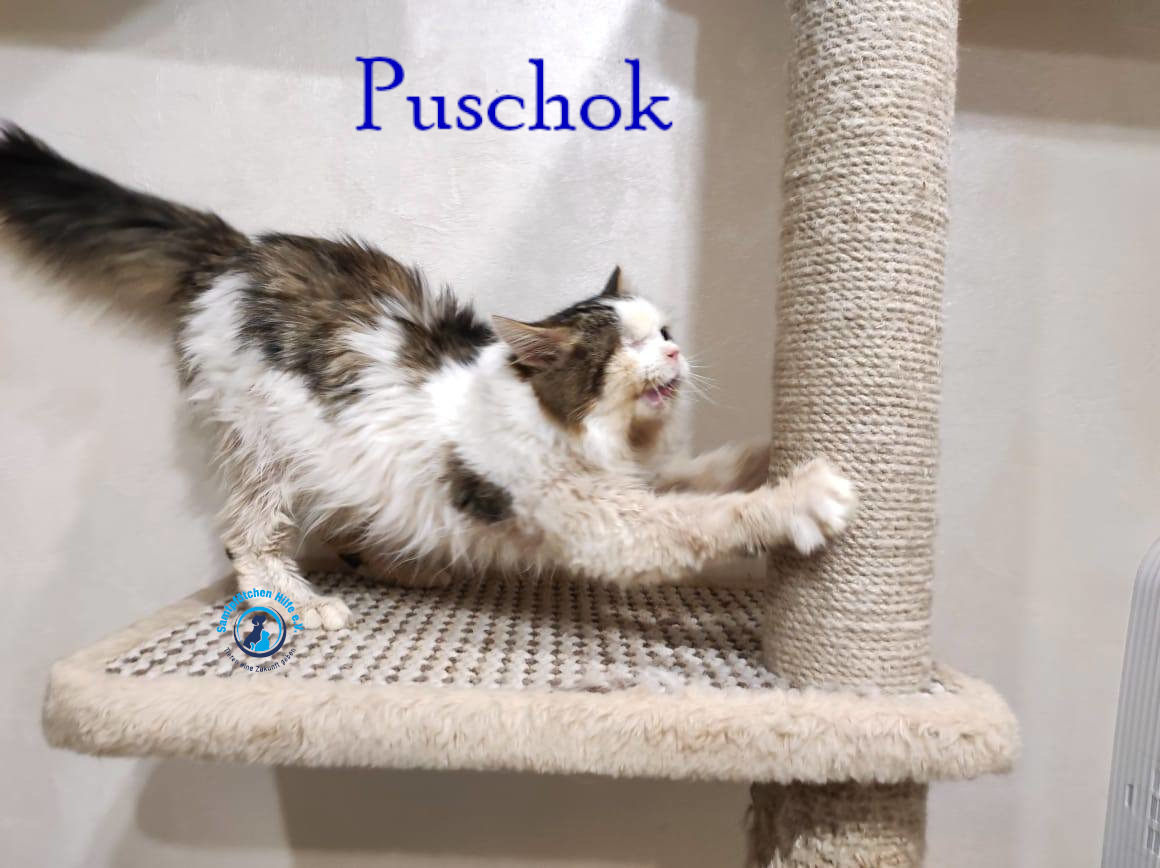 Notfellchen/Puschok/Puschok41mN.jpg
