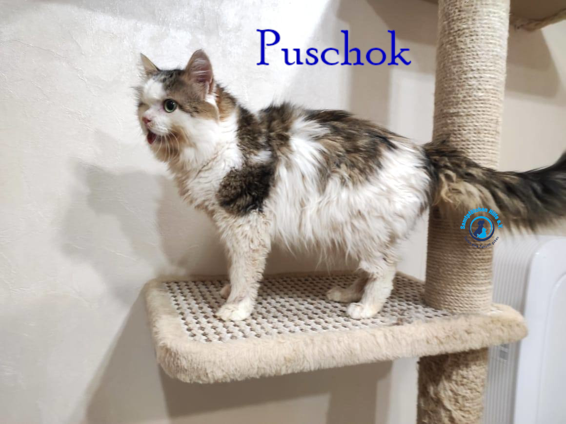 Notfellchen/Puschok/Puschok42mN.jpg