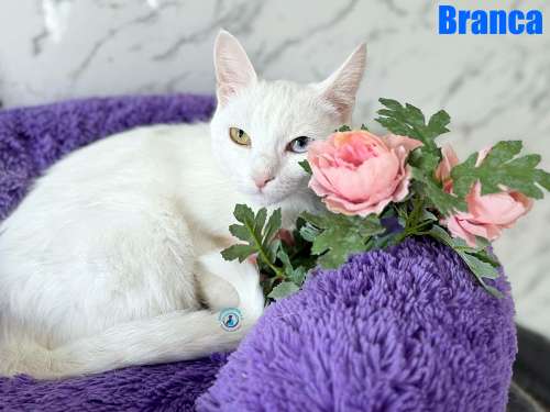Branca