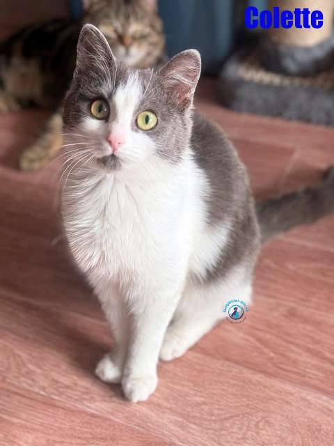 Olga/Katzen/Colette/Colette19Kopie.jpg