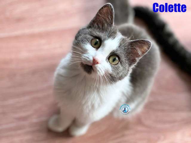 Olga/Katzen/Colette/Colette21Kopie.jpg