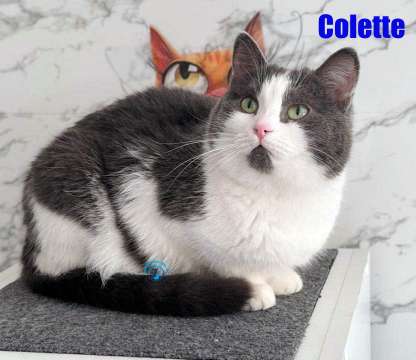 Olga/Katzen/Colette/Colette25Kopie.jpg