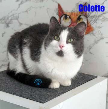 Olga/Katzen/Colette/Colette26Kopie.jpg