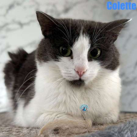 Olga/Katzen/Colette/Colette32Kopie.jpg