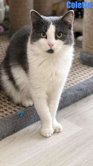 Olga/Katzen/Colette/Colette35Kopie.jpg