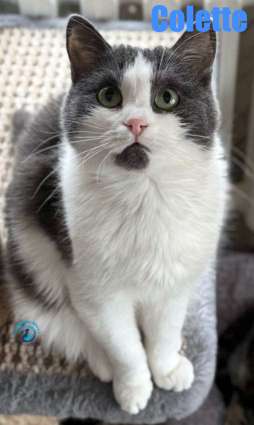 Olga/Katzen/Colette/Colette37Kopie.jpg