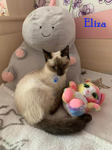 Olga/Katzen/Eliza/Eliza06mW.jpg