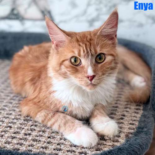 Enya