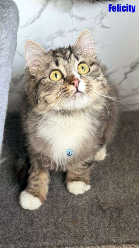 Olga/Katzen/Felicity/Felicity15Kopie.jpg