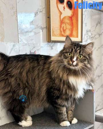 Olga/Katzen/Felicity/Felicity30Kopie.jpg