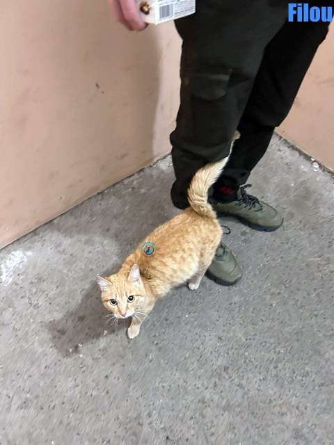 Olga/Katzen/Filou/Filou01Kopie.jpg