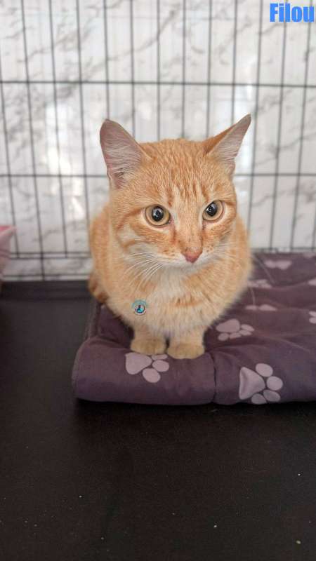 Olga/Katzen/Filou/Filou03Kopie.jpg