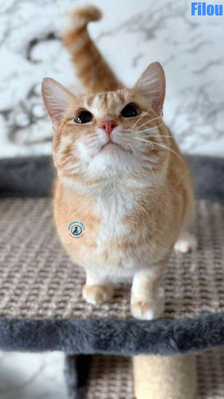 Olga/Katzen/Filou/Filou06Kopie.jpg