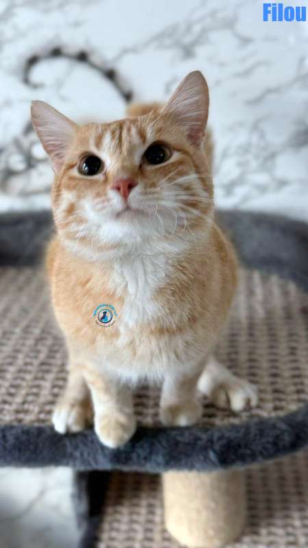 Olga/Katzen/Filou/Filou07Kopie.jpg