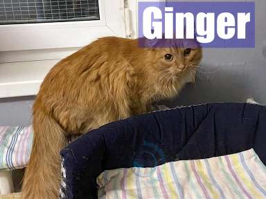 Olga/Katzen/Ginger/Ginger15Kopie.jpg