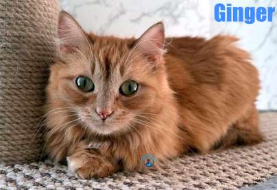 Olga/Katzen/Ginger/Ginger22Kopie.jpg